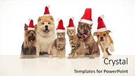  Presentation with dogs cats - Slides featuring different breeds wearing santa hats background and a lemonade colored foreground