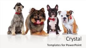 Presentation with dogs - Slides having different breeds with red bowties background and a light gray colored foreground