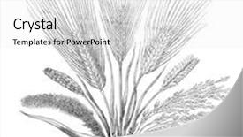  Presentation with engraving - Colorful presentation theme enhanced with different-cereal-plants-engraving backdrop and a white colored foreground