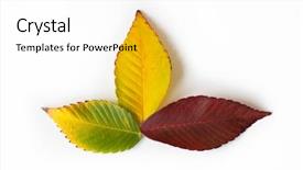  Presentation with fall color - PPT layouts with different colored fall leaves set background and a white colored foreground