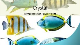  Presentation with fish aquarium - Theme with different colorful tropical aquarium fish background and a soft green colored foreground