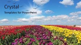  Presentation with maroon - Slides with different colors - red pink maroon background and a teal colored foreground