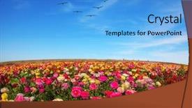  Presentation with pink maroon - Beautiful slide deck featuring different colors - red pink maroon backdrop and a teal colored foreground