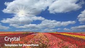  Presentation with pink maroon - Presentation theme featuring different colors - red pink maroon background and a red colored foreground