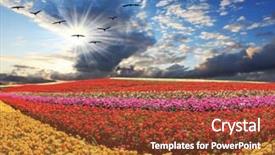  Presentation with pink maroon - PPT theme with different colors - red pink maroon background and a tawny brown colored foreground