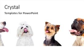  Presentation with sad dog abandoned dogs - Amazing presentation theme having different dogs looking up isolated backdrop and a white colored foreground