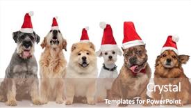 Presentation with dogs - Audience pleasing slides consisting of different dogs wearing santa hats backdrop and a coral colored foreground