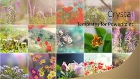  Presentation with theme - Presentation theme having different-flowers-collection-spring-theme background and a coral colored foreground