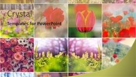  Presentation with theme - Presentation design enhanced with different-flowers-collection-spring-theme background and a coral colored foreground