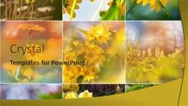  Presentation with theme - Presentation theme with different-flowers-collection-spring-theme background and a gold colored foreground