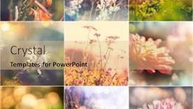  Presentation with theme - Presentation design featuring different-flowers-collection-spring-theme background and a lemonade colored foreground