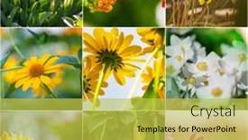  Presentation with theme - Cool new PPT theme with different-flowers-collection-spring-theme backdrop and a yellow colored foreground