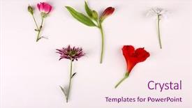  Presentation with white flowers of jasmine - Beautiful PPT layouts featuring different flowers isolated on white backdrop and a sky blue colored foreground