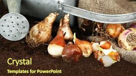  Presentation with dark flower - Amazing PPT layouts having can sackcloth and flower bulb backdrop and a tawny brown colored foreground