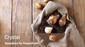  Presentation with blue flower bulb field - Slides consisting of different flowers plants - flower bulbs and soil background and a coral colored foreground