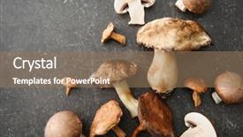 Presentation with mushroom - Beautiful presentation theme featuring different mushrooms on grey background backdrop and a coral colored foreground
