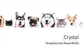  Presentation with pets - Audience pleasing PPT layouts consisting of different pets on white background backdrop and a white colored foreground