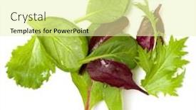  Presentation with leaves flat lay - Cool new PPT layouts with different salad leaves handful isolated on white background top view flat lay backdrop and a blonde colored foreground