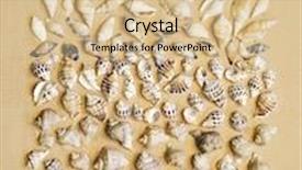  Presentation with sea shells - Slide set enhanced with different sea shells collection background and a lemonade colored foreground