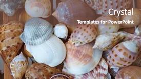 Presentation with shells - Colorful slide set enhanced with different shells backdrop and a violet colored foreground