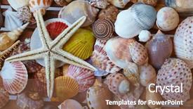  Presentation with shells - Amazing slides having different shells backdrop and a tawny brown colored foreground