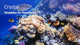  Presentation with tropical reef fish - Colorful PPT layouts enhanced with different-tropical-fish backdrop and a cobalt blue colored foreground