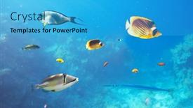  Presentation with tropical reef fish - Audience pleasing PPT layouts consisting of different-tropical-fish backdrop and a cyan colored foreground
