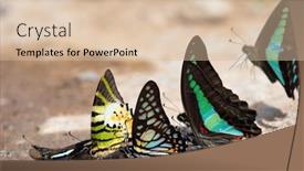  Presentation with water soil - Theme featuring different-tropical-swallowtail-species-drinking background and a lemonade colored foreground