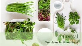  Presentation with seed germination - PPT theme consisting of different-types-of-organic-microgreens background and a mint green colored foreground