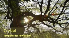  Presentation with sun - Audience pleasing presentation theme consisting of diffraktion light - sun shinning through tree branches backdrop and a tawny brown colored foreground