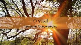  Presentation with sun - Colorful PPT theme enhanced with diffraktion light - sun shinning through tree branches backdrop and a gold colored foreground