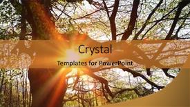  Presentation with pine trees sun shining through - Slides enhanced with diffraktion light - sun shinning through tree branches background and a gold colored foreground