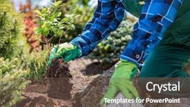  Presentation with tree planting - Slide deck featuring digging - gardener planting new tree background and a violet colored foreground