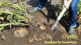  Presentation with process - Presentation theme having digging fresh organic potato background and a violet colored foreground