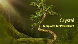  Presentation with bonsai - Presentation design consisting of digital background with bonsai tree background and a tawny brown colored foreground