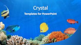  Presentation with tropical reef fish - Colorful presentation design enhanced with digital composite of coral reef backdrop and a teal colored foreground