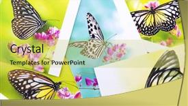  Presentation with postcard - Audience pleasing theme consisting of digital printing - stack of butterfly postcard all backdrop and a yellow colored foreground
