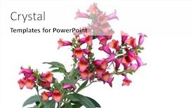  Presentation with lotus flower white water lily - Presentation enhanced with digitalis purpurea foxglove flower isolated on white background background and a white colored foreground