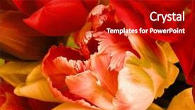  Presentation with photograph - Amazing slide deck having  backdrop and a  colored foreground