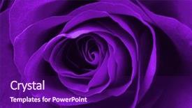  Presentation with purple rose - Beautiful theme featuring digitally enhanced purple rose background backdrop and a violet colored foreground