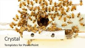  Presentation with bees butterflies - PPT theme having diligence details - bees at a beehive background and a blonde colored foreground