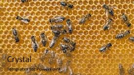  Presentation with honeycomb - PPT theme featuring diligence details - bees on honeycomb background background and a gold colored foreground