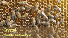  Presentation with honey bee honeycomb - Presentation theme enhanced with diligence details - bees on honeycomb background background and a  colored foreground