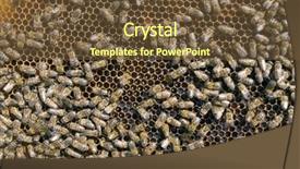  Presentation with honey bee honeycomb - Amazing PPT theme having diligence details - bees on honeycomb background backdrop and a  colored foreground