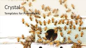  Presentation with bees butterflies - Colorful presentation theme enhanced with diligence details - bees backdrop and a lemonade colored foreground