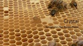  Presentation with cells - Cool new PPT layouts with diligence details - close-up of honey cells backdrop and a gold colored foreground