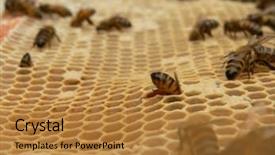  Presentation with working - Presentation consisting of diligence details - closeup of working bees background and a  colored foreground