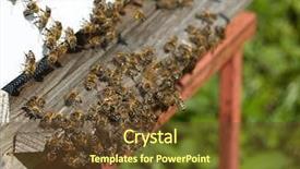  Presentation with bees butterflies - Beautiful slides featuring diligence details - group of bees near backdrop and a tawny brown colored foreground