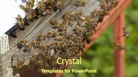  Presentation with bees butterflies - Colorful PPT layouts enhanced with diligence details - group of bees near backdrop and a tawny brown colored foreground