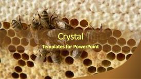  Presentation with cells - Cool new presentation theme with diligence details - honey cells with working bees backdrop and a  colored foreground